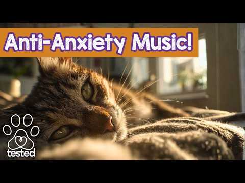 Cat Relaxation Music: 9 Hours of Gentle Lullabies for Calm Cats