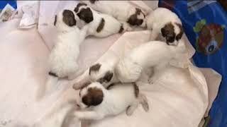 Video preview image #4 Pyredoodle Puppy For Sale in ANZA, CA, USA
