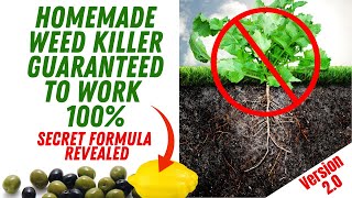 Natural Weed Killer That Works Better Than Round Up || Save Money || 24 Hour Results || (Updated)