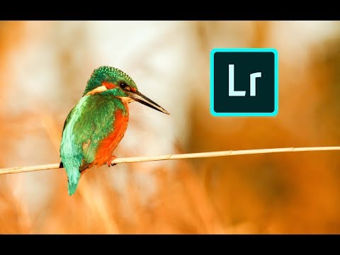 Editing a Kingfisher photo in Lightroom Classic CC