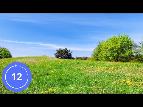 12 Hours / Sounds / SUMMER MEADOW / White Noise / Nature Sounds / Sounds of Birds and Insects