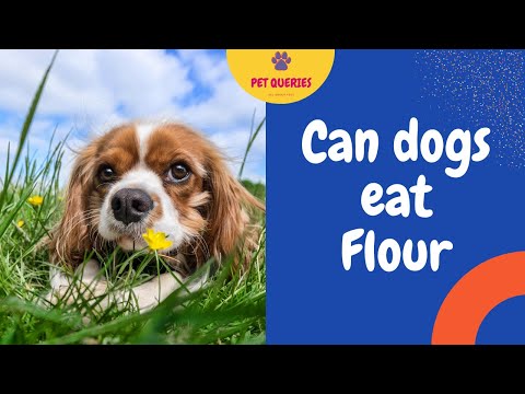 YouTube video about: Can dogs have spelt flour?
