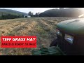 Teff Grass Hay Raked And Ready To Bale