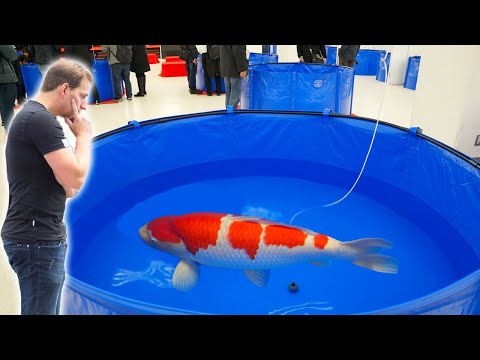 All Award Winning Koi Fish **Kokugyo** Up to 1 Meter!!