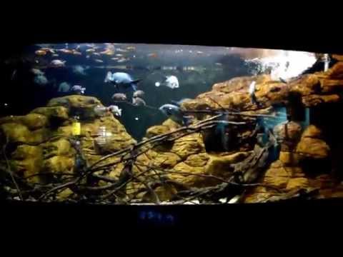 Acquario ciclidi del Madacascar