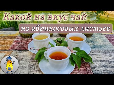 фото чай из листьев абрикоса 0