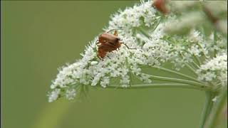 HÍREK A TERMÉSZETRŐL