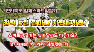 전라북도 김제스마트팜딸기 정식5일 딸기생육모습과 정식후 재배관리요령
