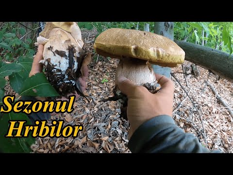 Am Cules Hribi și Gălbiori la Marginea Pădurii