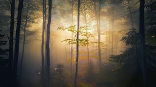 Download lagu Forest Video Background at Night | Free No Copyright mp3