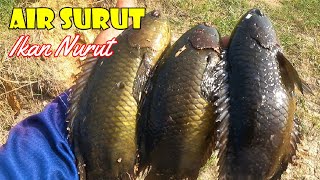 Download lagu Features of Big Climbing Gouramy Nest & How to fish Big Climbing Gouramy || Part 1 mp3