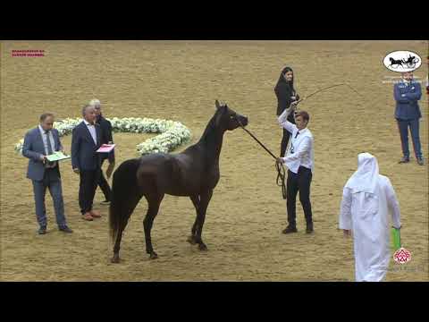 N 384 BAHER AL SHAQAB   Qatar National Arabian Horse Championship 2021   Stallions 7 10 Years Old Cl