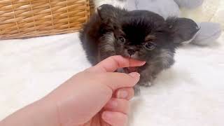 チワワ（ロング）の動画01