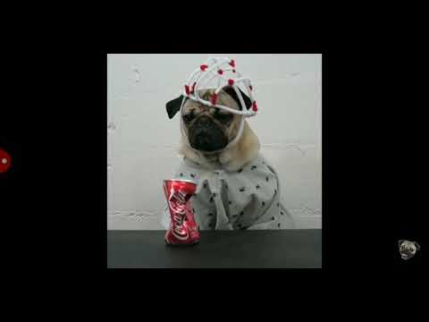 Stranger pugs 1 🐾