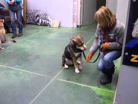 Agent - zdechł pies