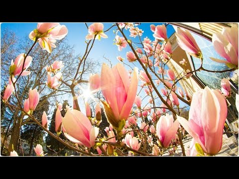 Ялта | Чудо дерево Магнолия Суланжа | Крым, апрель 2016