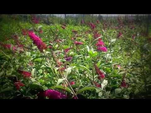 Vivaio Ladredipiante di Silvia Agostini