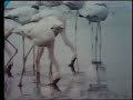 Sesame Street Flamingos