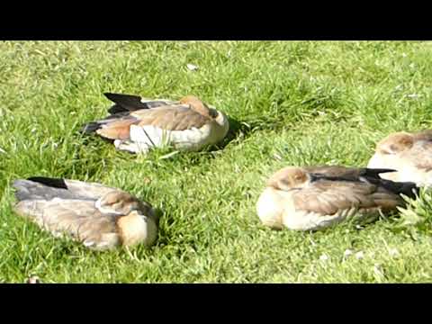 Sleeping Egyptian Goose Goslings  - Alopochen aegyptiaca -  Nílarönd - Nílargæs - Sofandi ungar