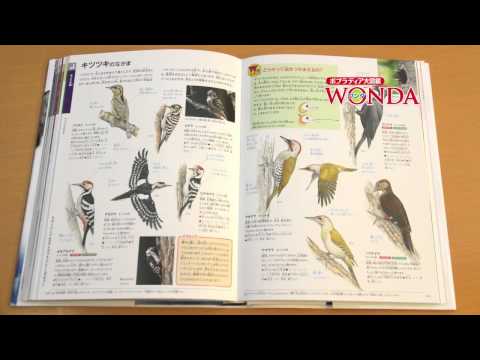 カラフルな鳥の特徴と写真 -