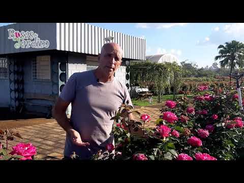 Gosta de Rosas Perfumadas? A Acapella é perfeita para você 😍