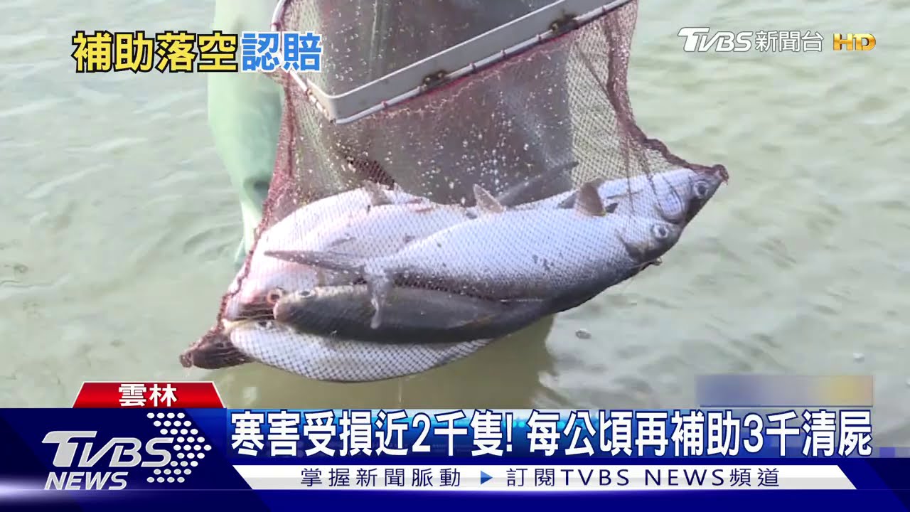虱目魚凍死!沒「登記證」嘸補助 盼放寬標準