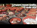 1 year old lithops from seeds | Lithops collection | lithops seedlings | mesembs