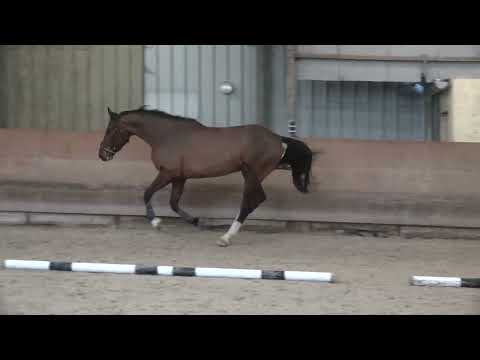 NO FEAR DE LA NOYELLE