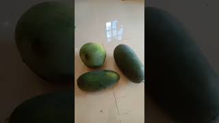 Download lagu buah semangka 🍉 berdaun sirih mp3