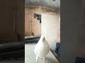 Dheere Dheere Bol Koi Sun Na Le