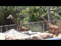San Diego Video 6 Giraffes And Gazelles