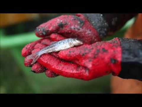 Statement- Falscher Naturschutz,Kormoran und Reiher