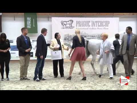 N 58 ELLISEINA   Prague Intercup 2015   PEC   Senior Females Championship Class 19 2nd place