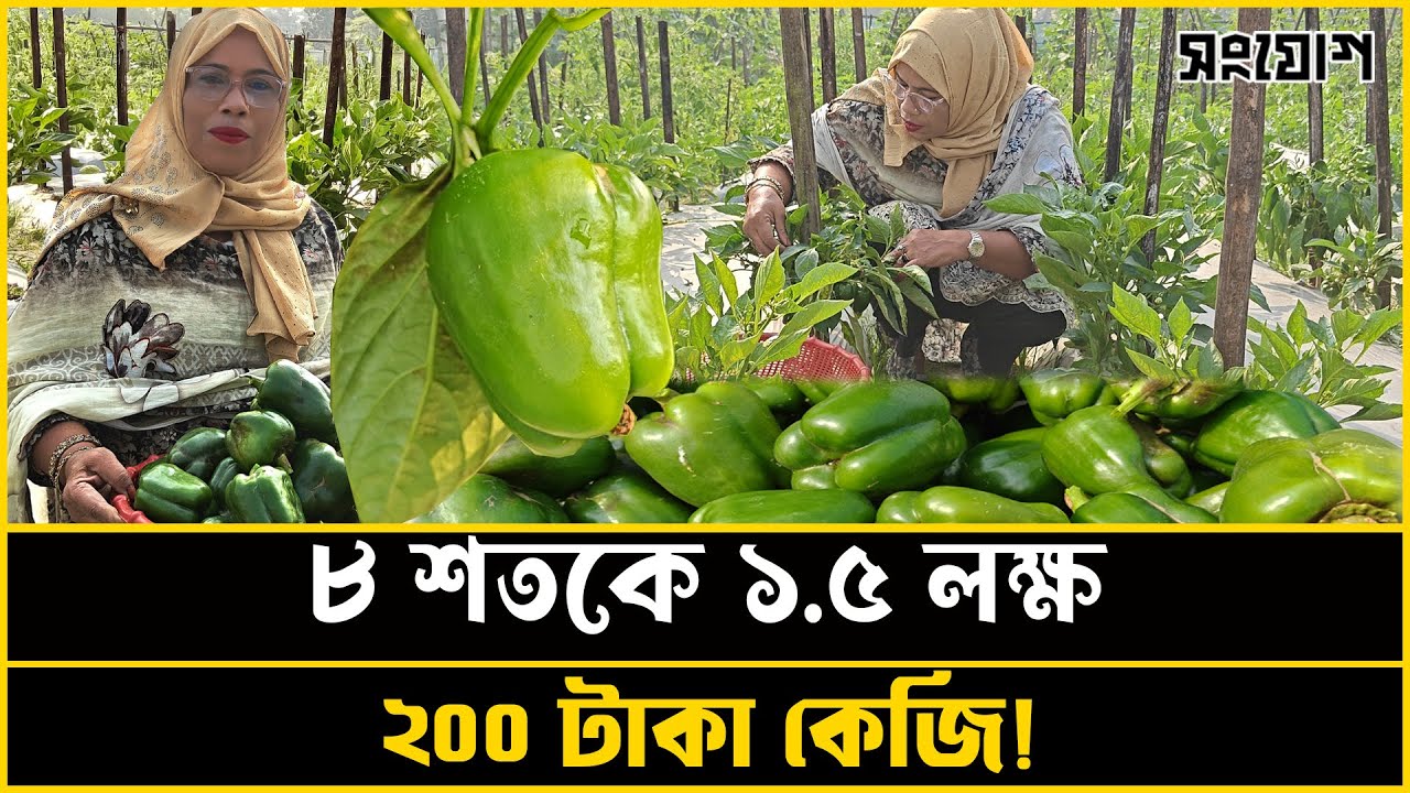 ৮ শতক জমিতে ১,৫০,০০০ টাকার ফসল। দৃষ্টান্ত গড়লেন নারী কৃষক!