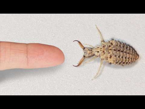 The Process of Making Friends with an Antlion – From Sand Trap to Wings