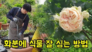 아내의 부탁으로 화분 분갈이를 했어요