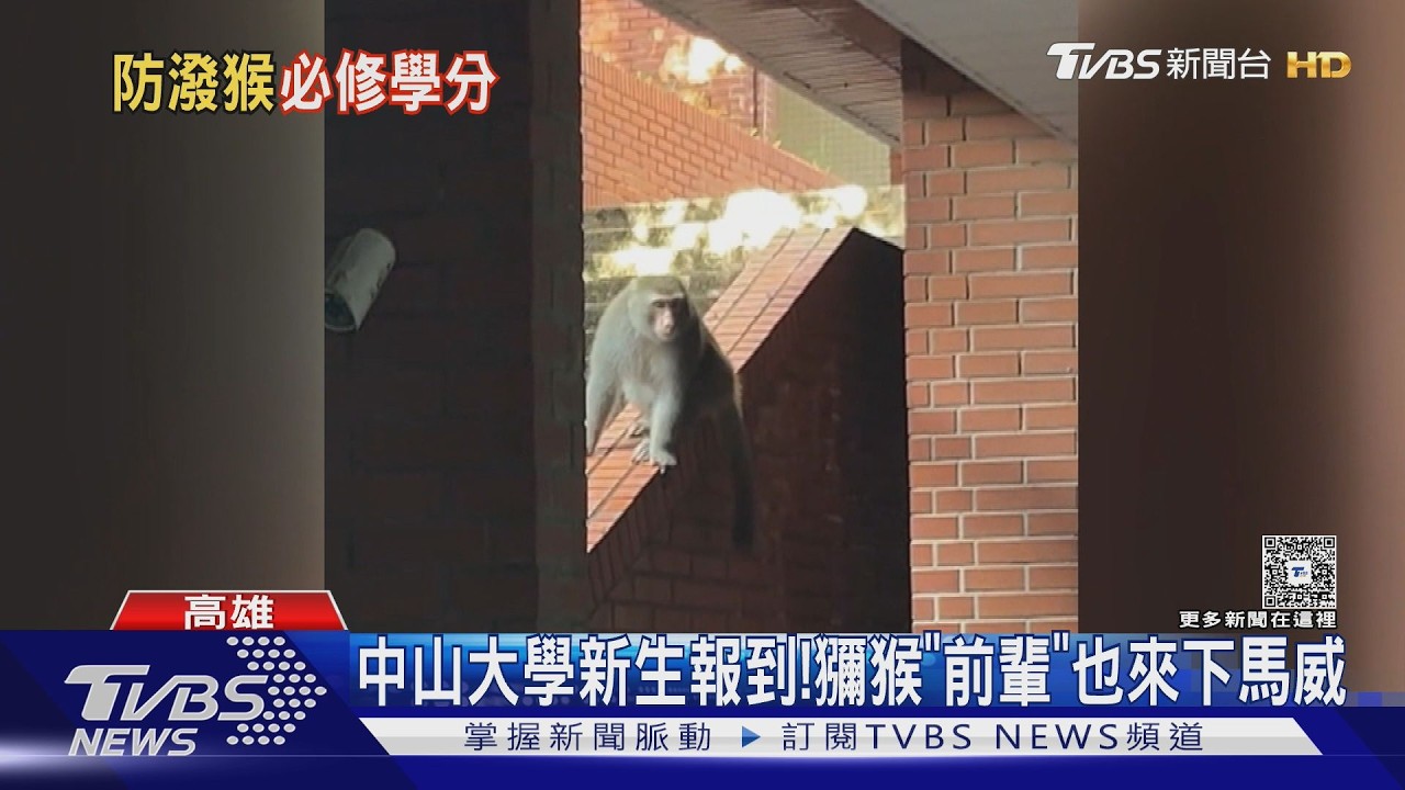 影音／新生還太嫩！　中山大學開學　獼猴「前輩」報到下馬威