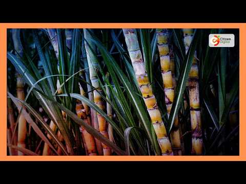 Government targets power and ethanol boost from sugar factories