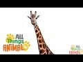 * GIRAFFE * | Animals For Kids | All Things Animal TV