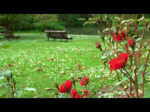 Sonido de Pájaros en el Parque | 8 HORAS