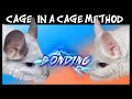 Pet Chinchilla Introductions | CAGE WITHIN A CAGE METHOD!