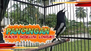 Download lagu PANCINGAN KACER SEBELUM LOMBA|KICAU MANIA mp3 Download lagu PANCINGAN KACER SEBELUM LOMBA|KICAU MANIA mp3