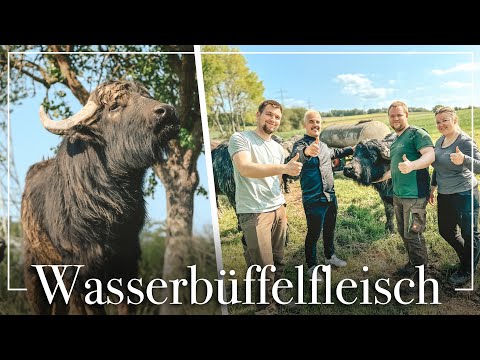 Wasserbüffel in Kassel? 🐮 Der Hof Gundelach bietet außergewöhnliches Fleisch aus der Region! 🔴