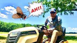 How to get rid of annoying MAYFLIES (Deer Flies) Without bug spray