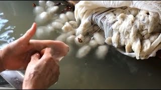 How #Silk Comforters Are Made | Why So Expensive