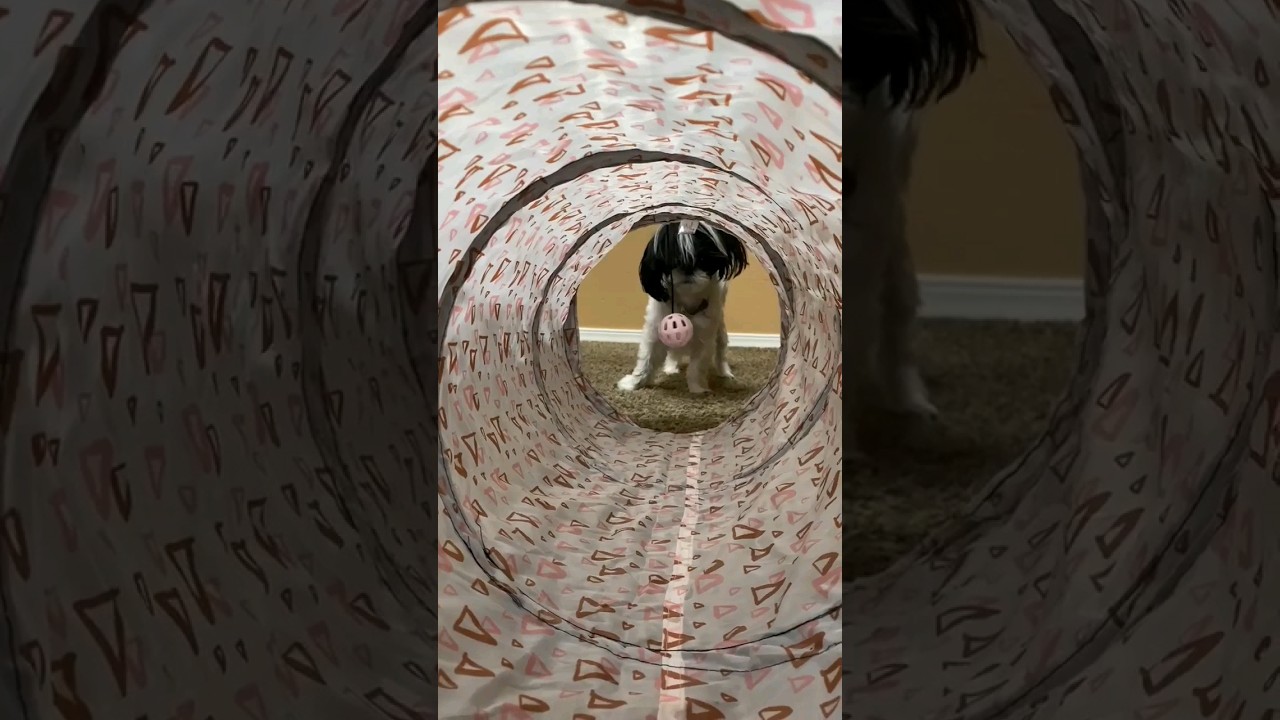 Hypnotized #trending #cute #dog #shihtzu #teacupdogs #hypnotized #cutestdog   #thethreelittleshihtz