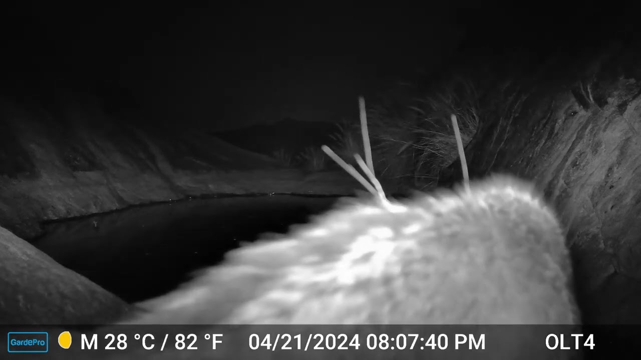 S2E3: Wildlife Visitors at the Canyon Watering Hole (Part 1)