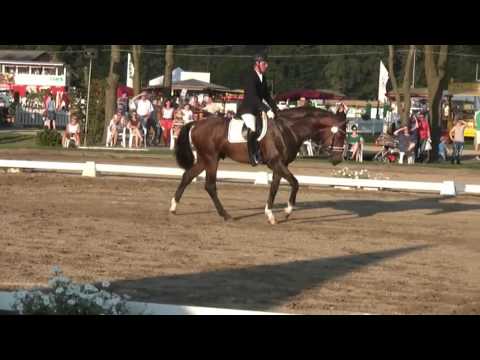 Escolar von Estobar NRW x Fürst Piccolo , 3j. Hengst