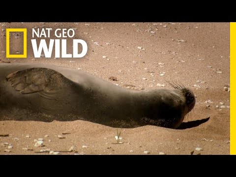 A Seal's Eye View | Wild Hawaii