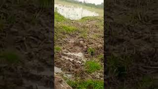 Download lagu DETIK DETIK BURUNG BELIBIS MASUK JARING SIANG HARI mp3